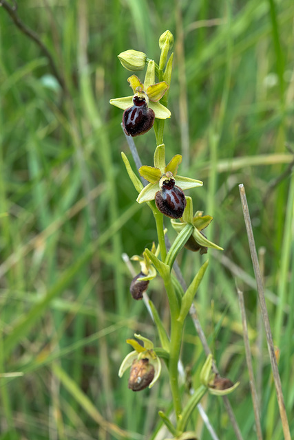 Ophrys spec. - 2016-04-25_D4_ DSC6657