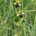Ophrys spec. - 2016-04-25_D4_ DSC6657