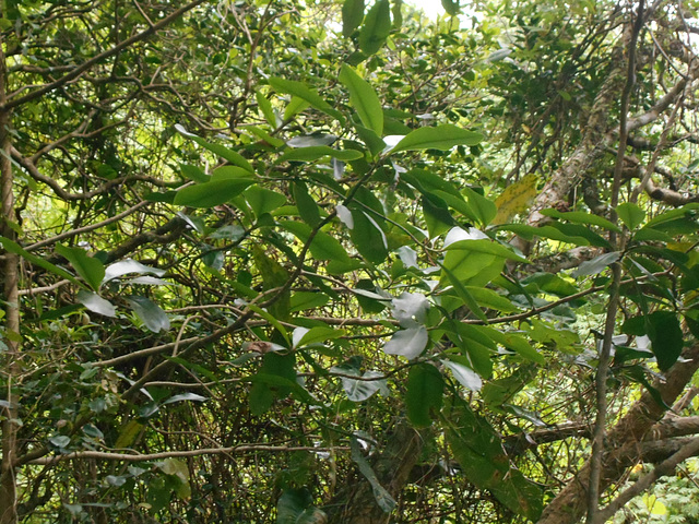 DSCN1263 - capororocão Myrsine (ex-Rapanea) umbellata, Mysinaceae