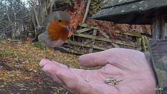 The Gazebo Robin