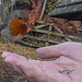 The Gazebo Robin