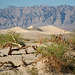 Mesquite Flat Sand Dunes