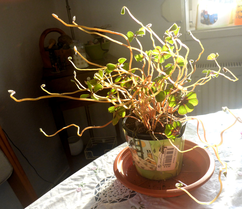 Licht - lumo - light - lumiere