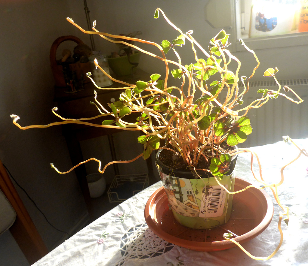 Licht - lumo - light - lumiere