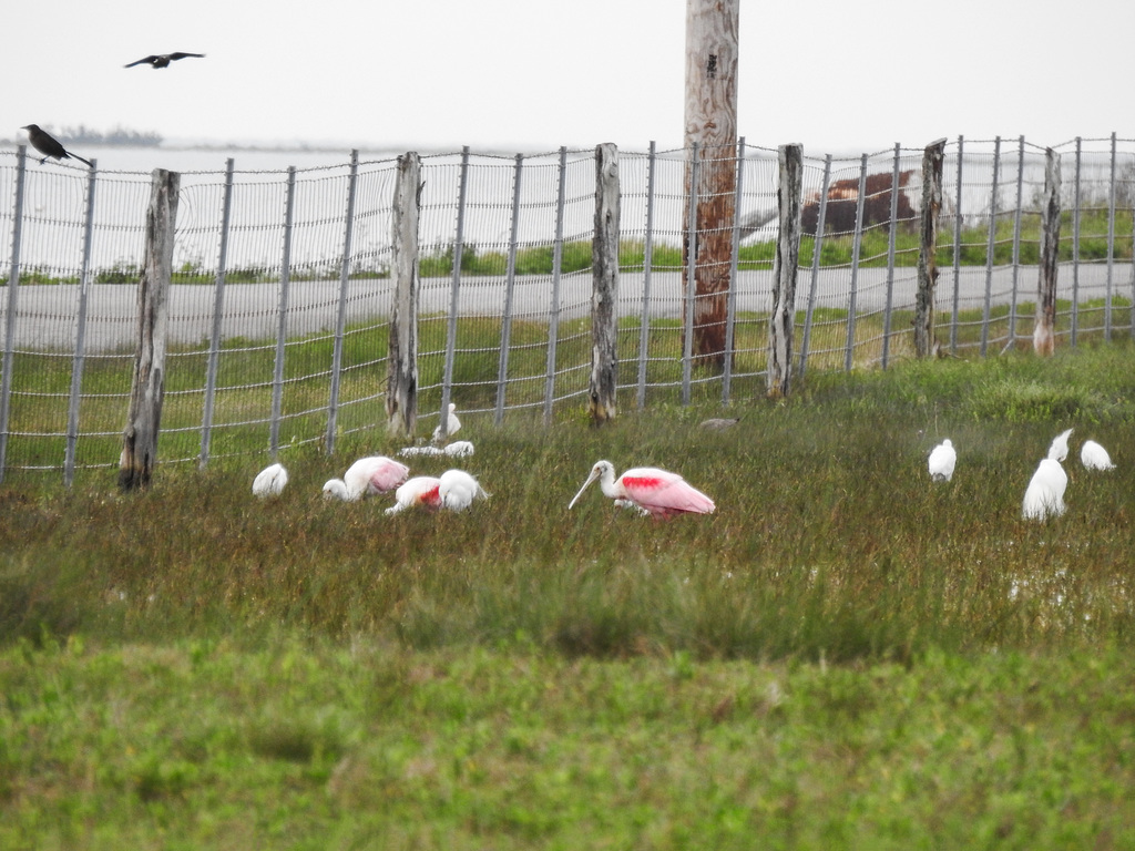 Day 2, Great-tailed Grackles, Roseate Spoonbills and Egrets
