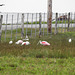 Day 2, Great-tailed Grackles, Roseate Spoonbills and Egrets
