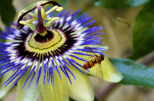 passiflore