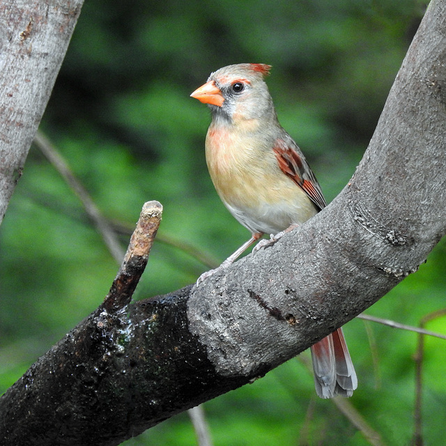 Day 6, female Cardinal Day 6, female Cardinal
