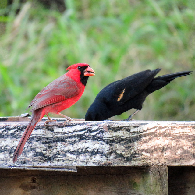 Day 7, Northern Cardinal & Red-winged Blackbird