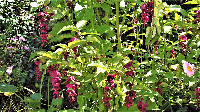 Himalayan Honeysuckle in full bloom