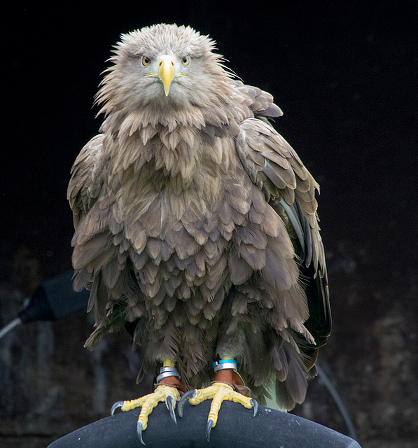 Cheshire falconry (11)