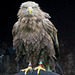 Cheshire falconry (11)