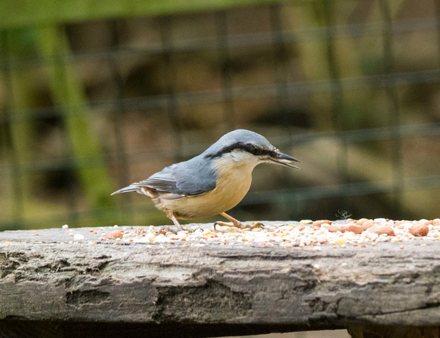 Nuthatch (2)