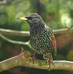 Super Starling!!