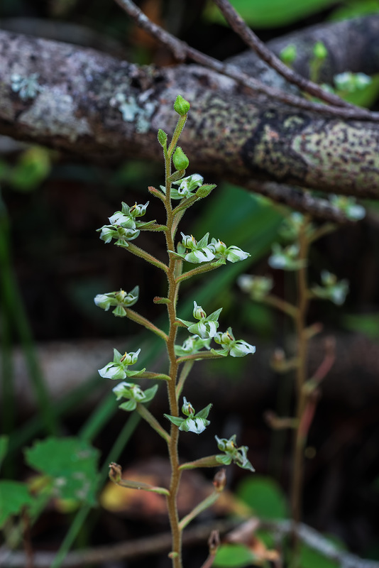 Ponthieva racemosa (Shadow-witch orchid)