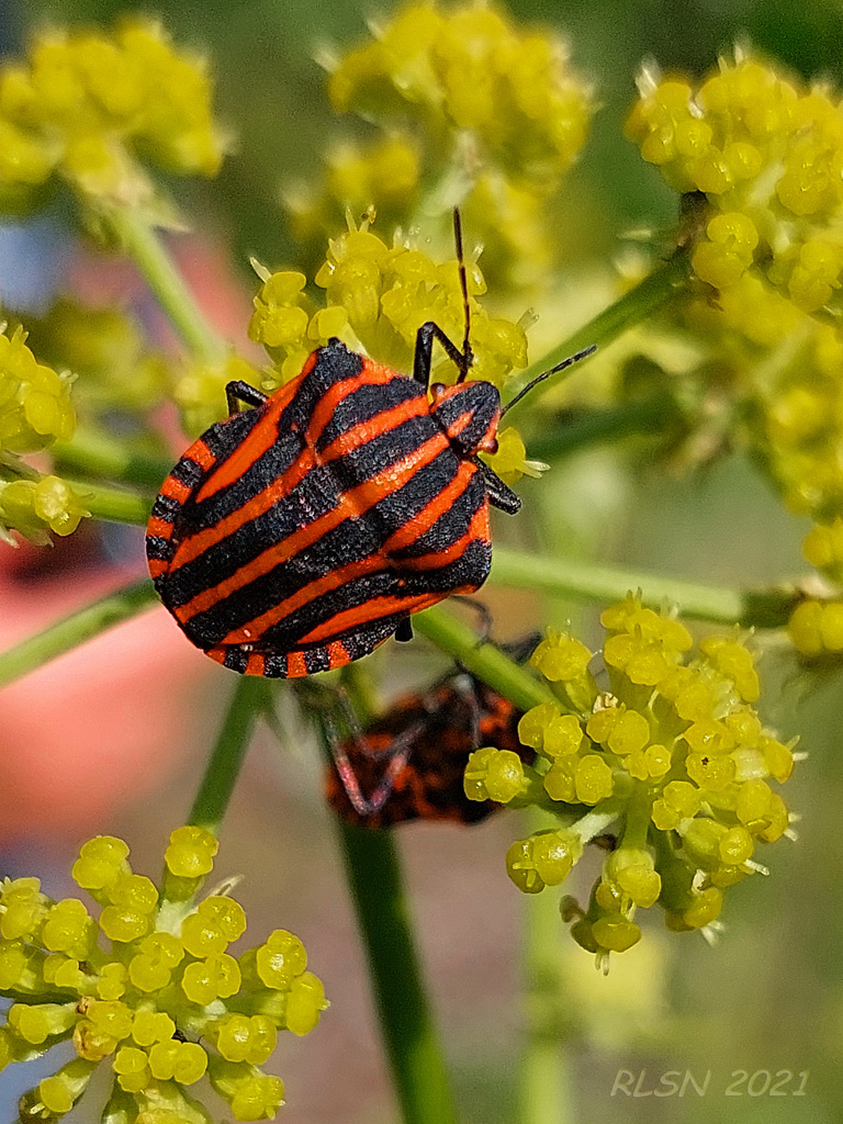 Streifenwanze auf Liebstöckelblüten