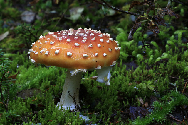 Fly Agaric