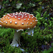 Fly Agaric