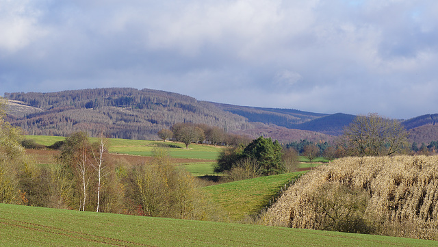 Harzblick