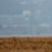 A short eared owl flying behind this group of photographers.