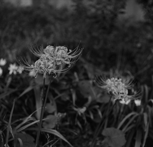 Spider lily