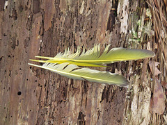 Feathers of a yellow-shafted flicker