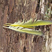 Feathers of a yellow-shafted flicker