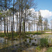 Высокая вода у берегов озера Свитязь / High Water in the Lake of Svityaz