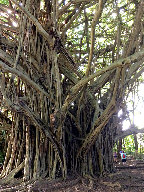 Banyan