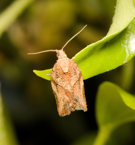 MothIMG 4560
