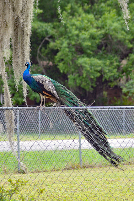 Peacock