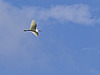 Little Egret