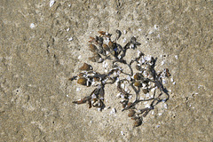 Seaweed and Broken Shells