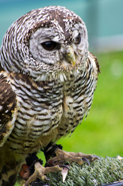 Cheshire falconry (12)