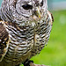 Cheshire falconry (12)