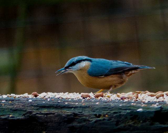 Nuthatch (3)