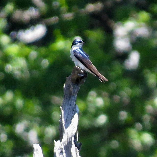 Tree swallow