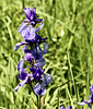 Irisblüten im Ried