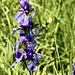 Irisblüten im Ried