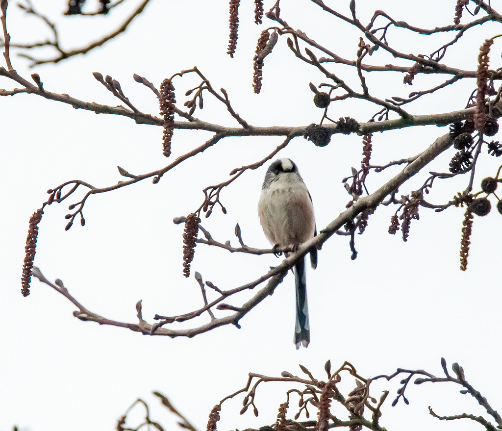 Long tailed tit