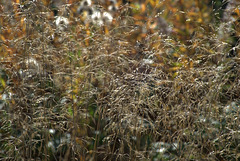 A Fluff Of Grasses