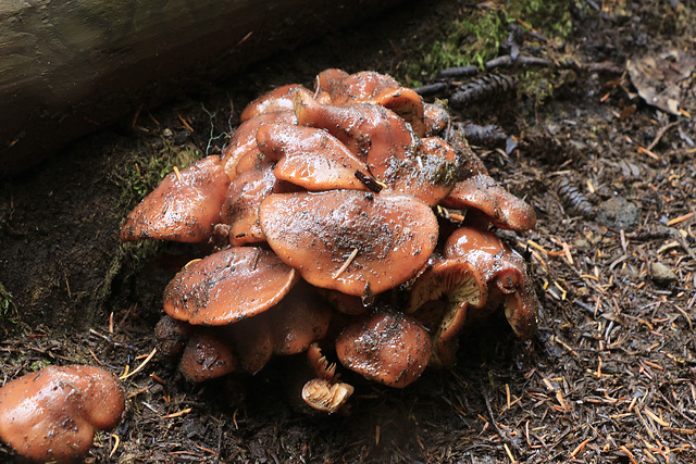 Blackfoot Paxillus