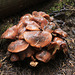 Blackfoot Paxillus