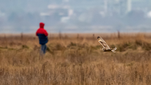 A short eared owl flying behind this photographer