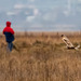A short eared owl flying behind this photographer