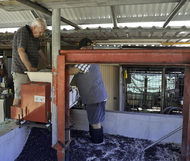 Crushing the grapes