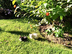Early morning the little cats bask in the sun