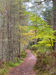 The path from the Fyrish Monument