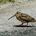 American Woodcock