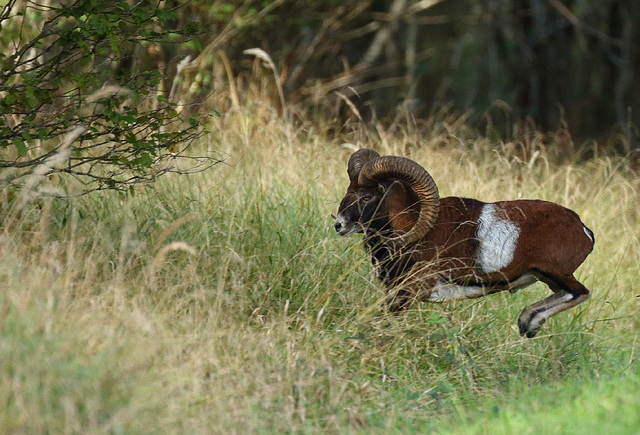 Sauté de mouflon (77)